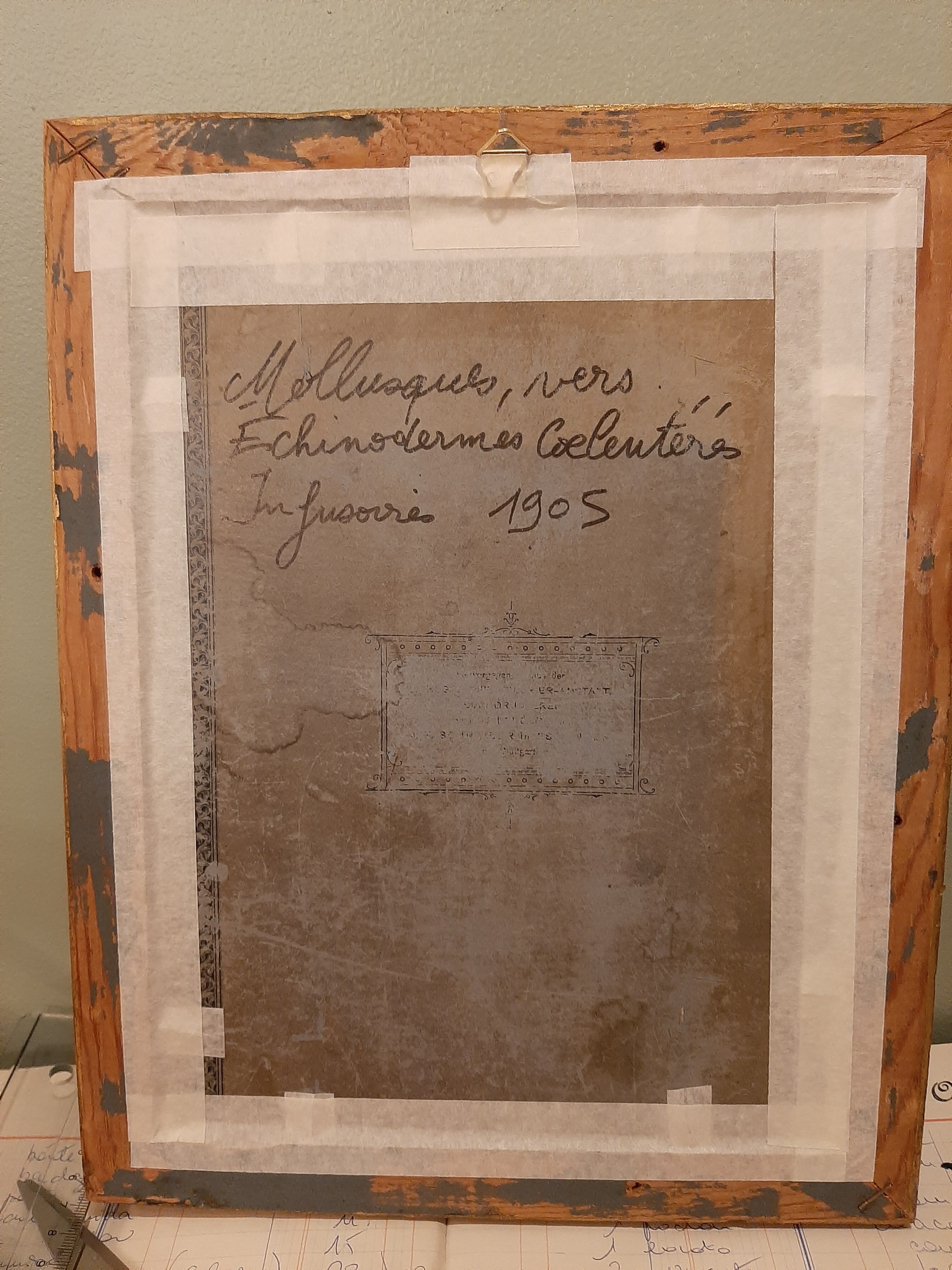 Shellfish and shells