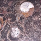 Coffee table  fossilifere top