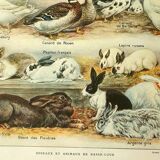 Antique engraving 1921 by Dessertenne - Farmyard animals 1 - Lithograph