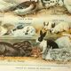 Antique engraving 1921 by Dessertenne - Farmyard animals 1 - Lithograph