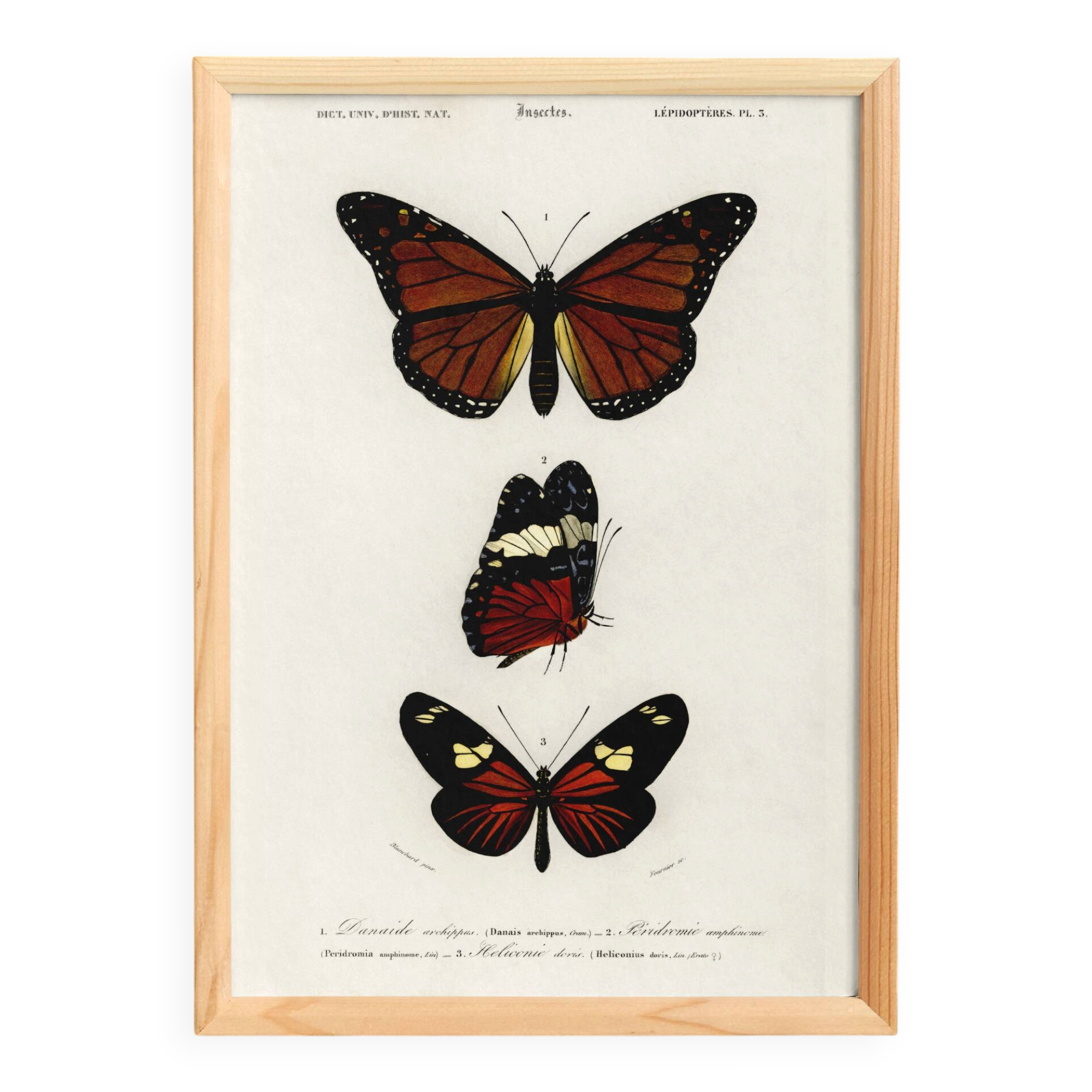 Poster of exotic butterflies, based on an old engraving from 1849.