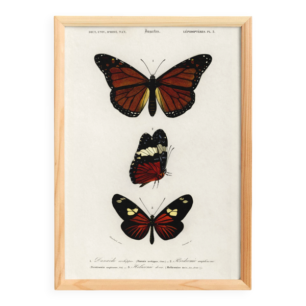 Affiche sur des papillons exotiques, d’après une gravure ancienne de 1849