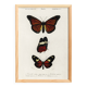 Poster of exotic butterflies, based on an old engraving from 1849.