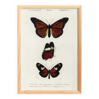 Poster of exotic butterflies, based on an old engraving from 1849.