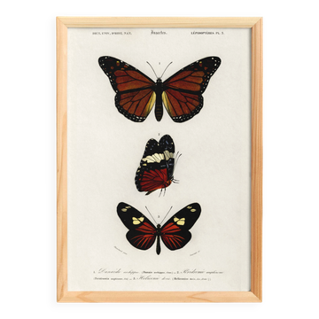 Poster of exotic butterflies, based on an old engraving from 1849.