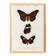Poster of exotic butterflies, based on an old engraving from 1849.