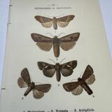 Botanical engraving butterflies double-sided naturalist plate Etching