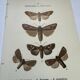 Botanical engraving butterflies double-sided naturalist plate Etching