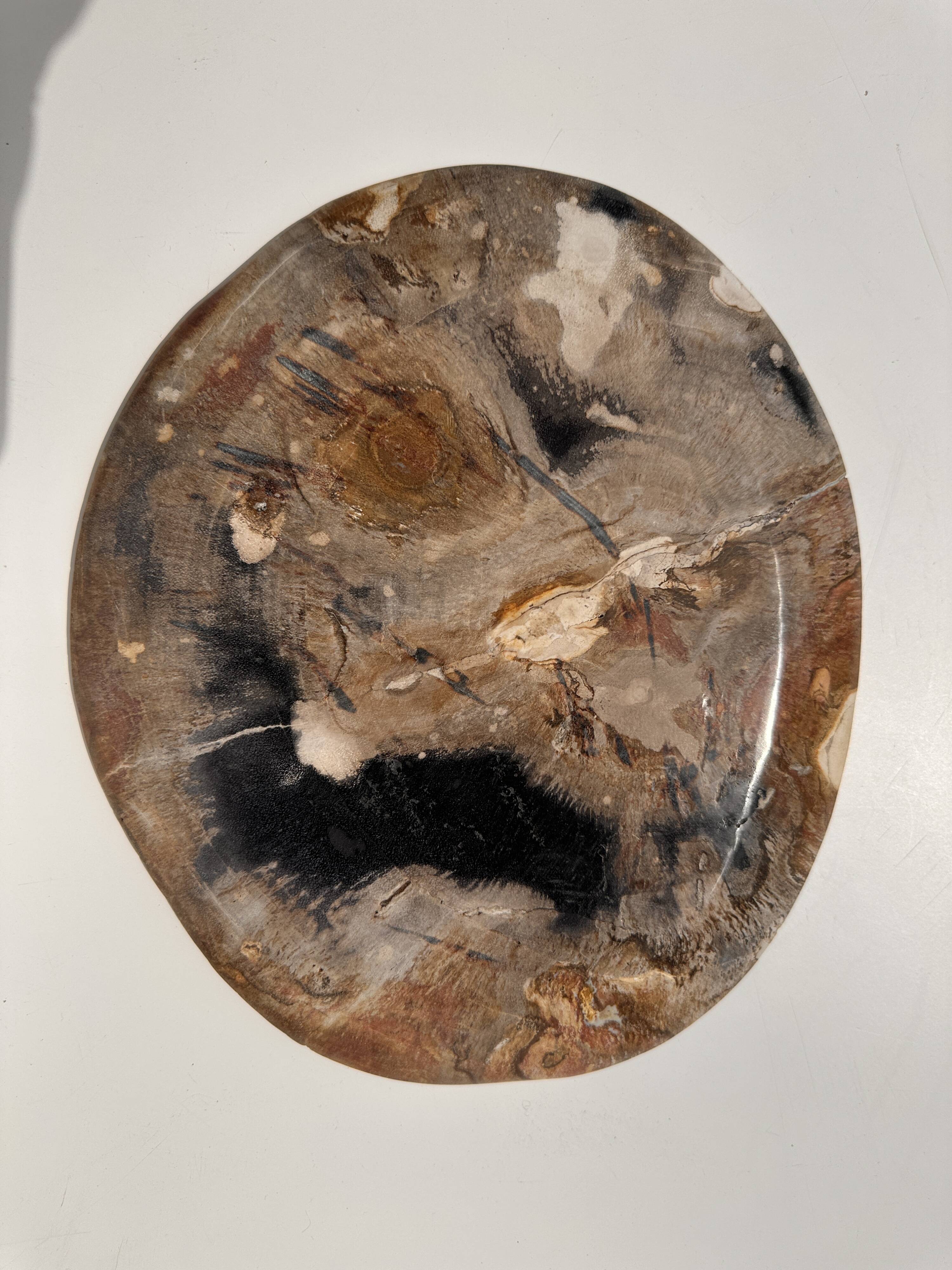 Large empty pocket or dish in petrified wood