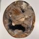 Large empty pocket or dish in petrified wood