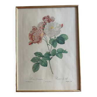 Lithograph PJ Redouté Rosier de Cels