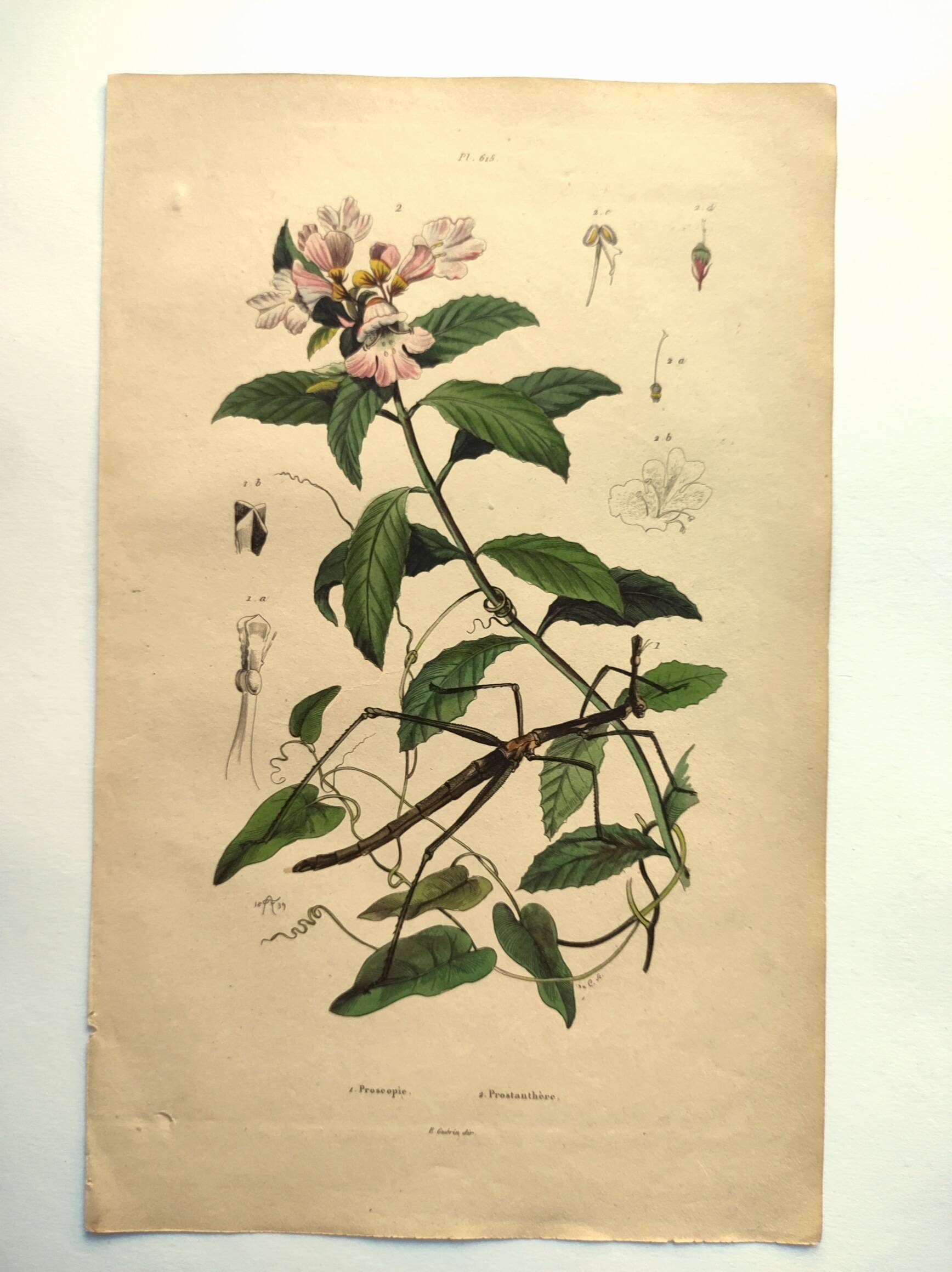 Antique engraving from 1839 - Prostenthère - Hand-colored plate