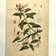 Antique engraving from 1839 - Prostenthère - Hand-colored plate