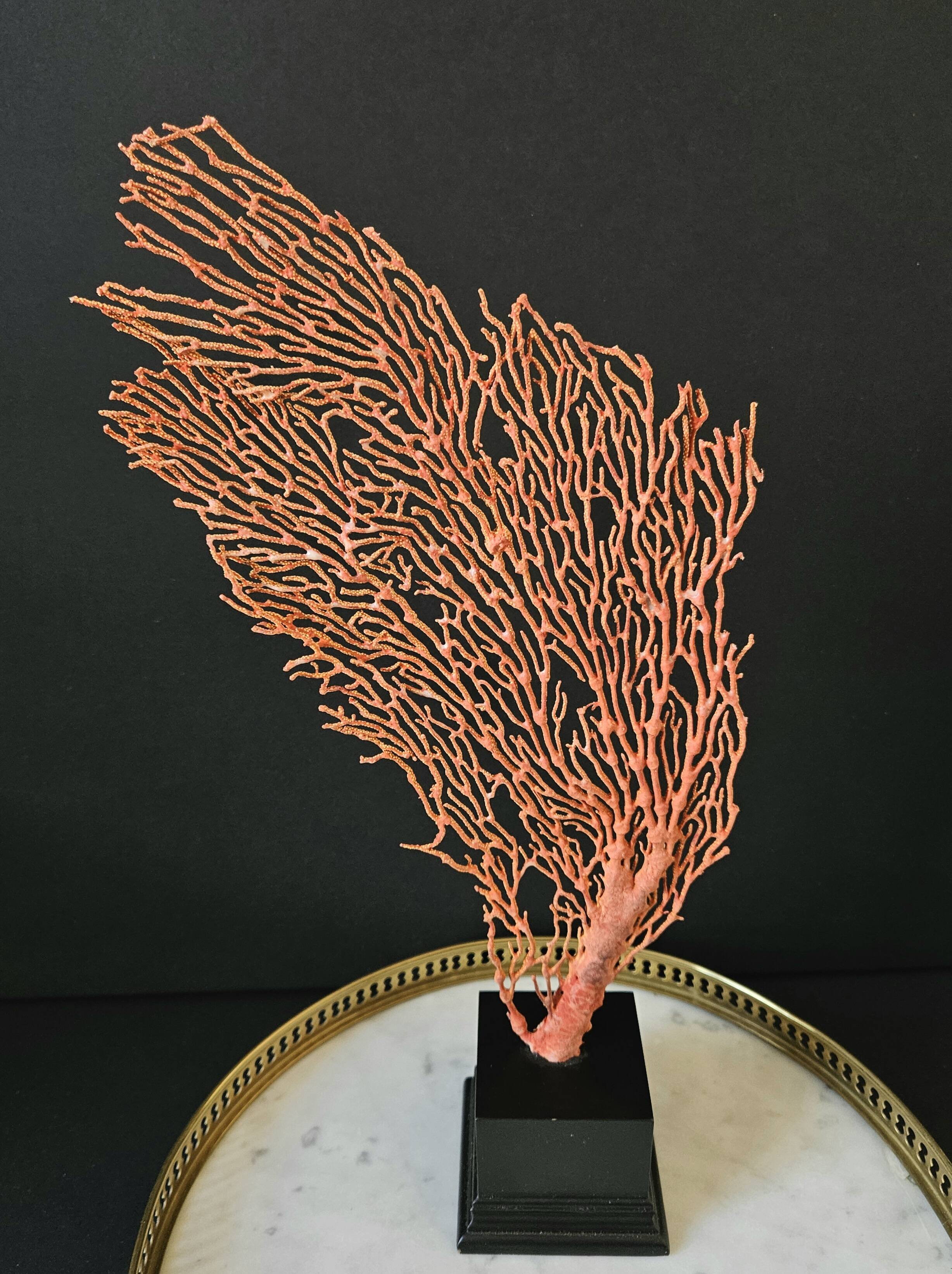 Large Red/Orange Gorgon Black wooden base. H: 36 cm