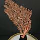 Large Red/Orange Gorgon Black wooden base. H: 36 cm