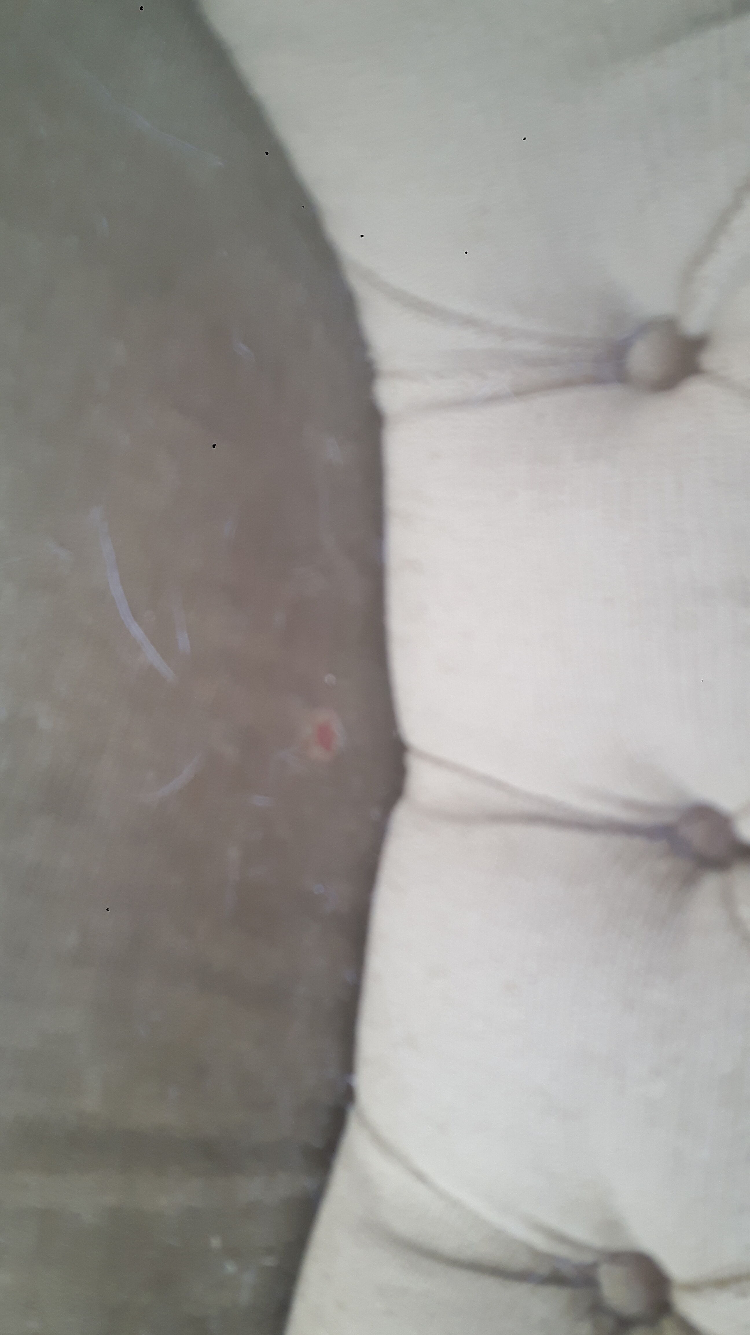 Toad green velvet lounge