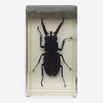 Resin inclusion insect - lucane to identify curiosity - no. 22