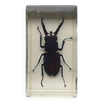 Resin inclusion insect - lucane to identify curiosity - no. 22