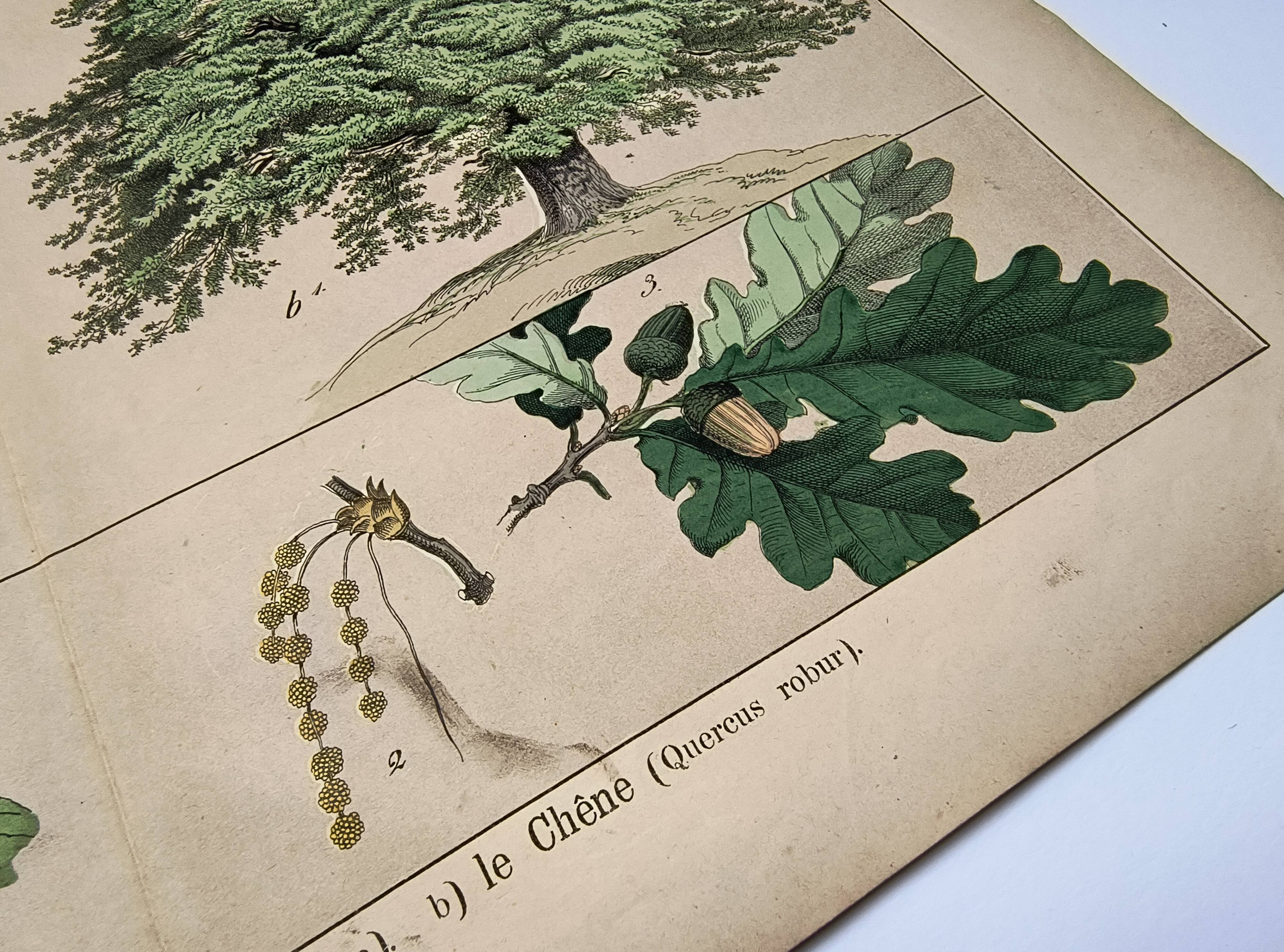 Gravure botanique 1870. Hêtre et Chêne. Planche arbre Vintage