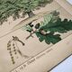 Gravure botanique 1870. Hêtre et Chêne. Planche arbre Vintage