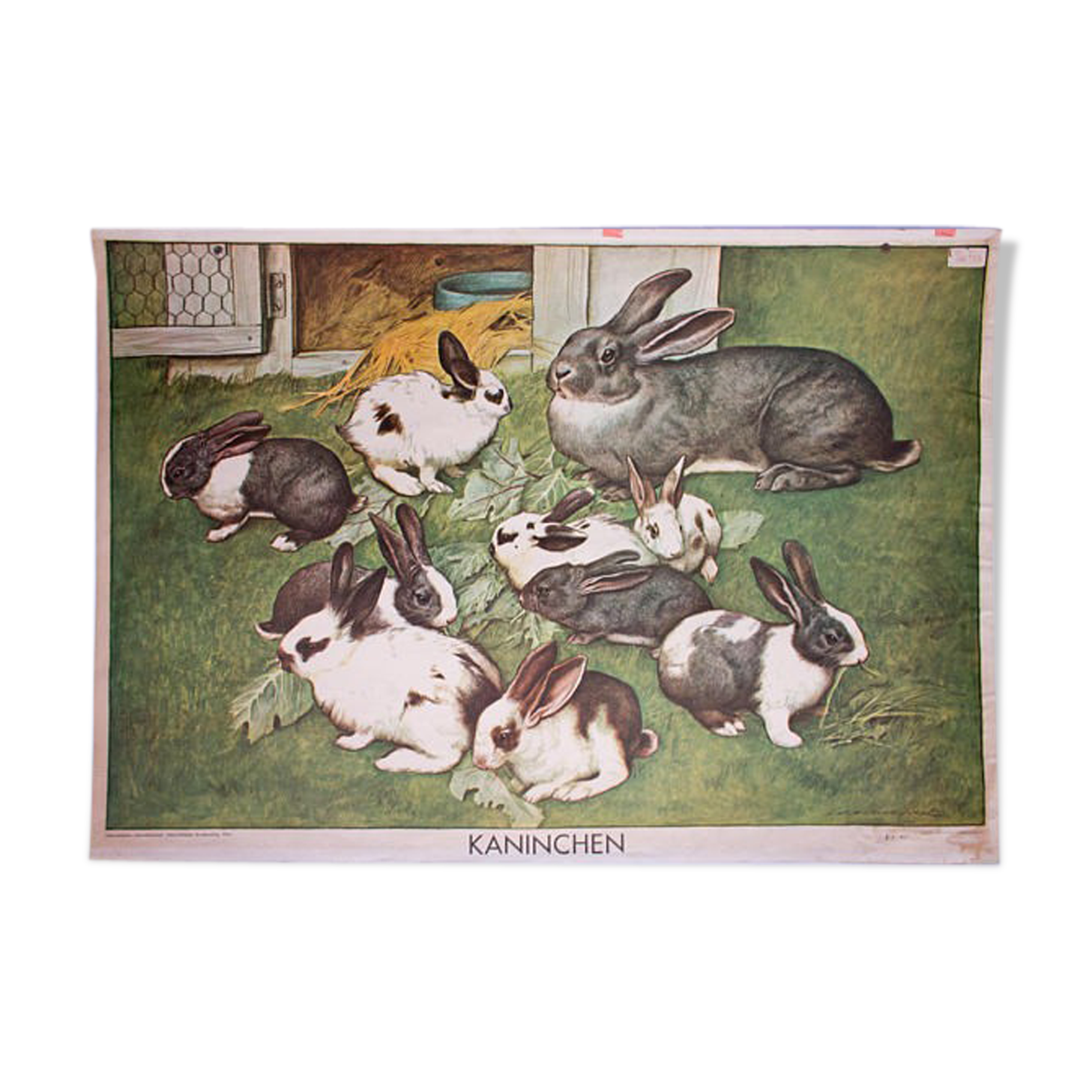 Poster "' Rabbit" published by Österreichischer Lehrmittelverlag Vienna 1964 Offset printing