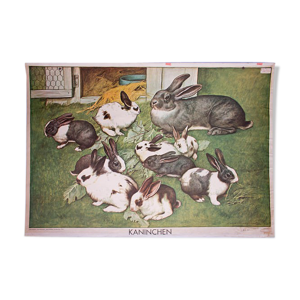 Affiche 'Lapin