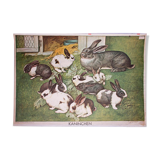 Poster "' Rabbit" published by Österreichischer Lehrmittelverlag Vienna 1964 Offset printing