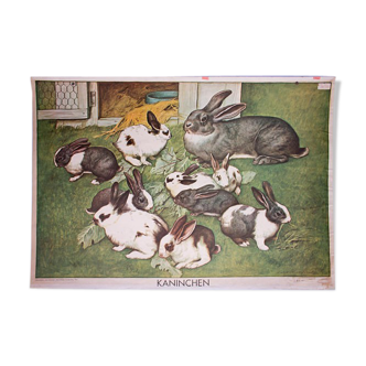 Poster "' Rabbit" published by Österreichischer Lehrmittelverlag Vienna 1964 Offset printing