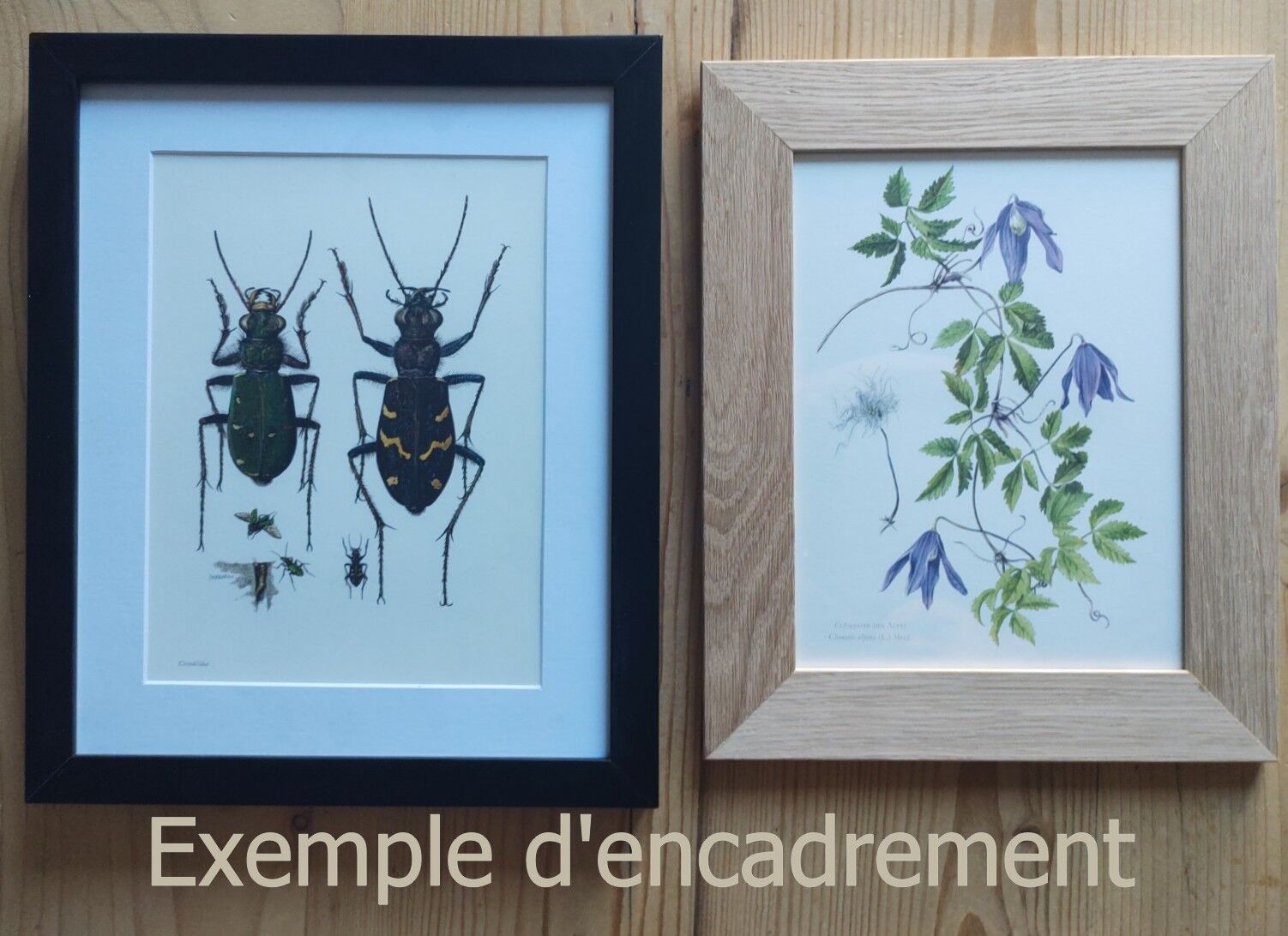 Lacon taupin et corymbite vert  1961 insecte coléoptère | planche originale pédagogique