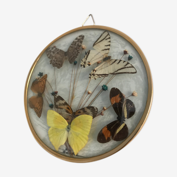 Cadre vintage papillons