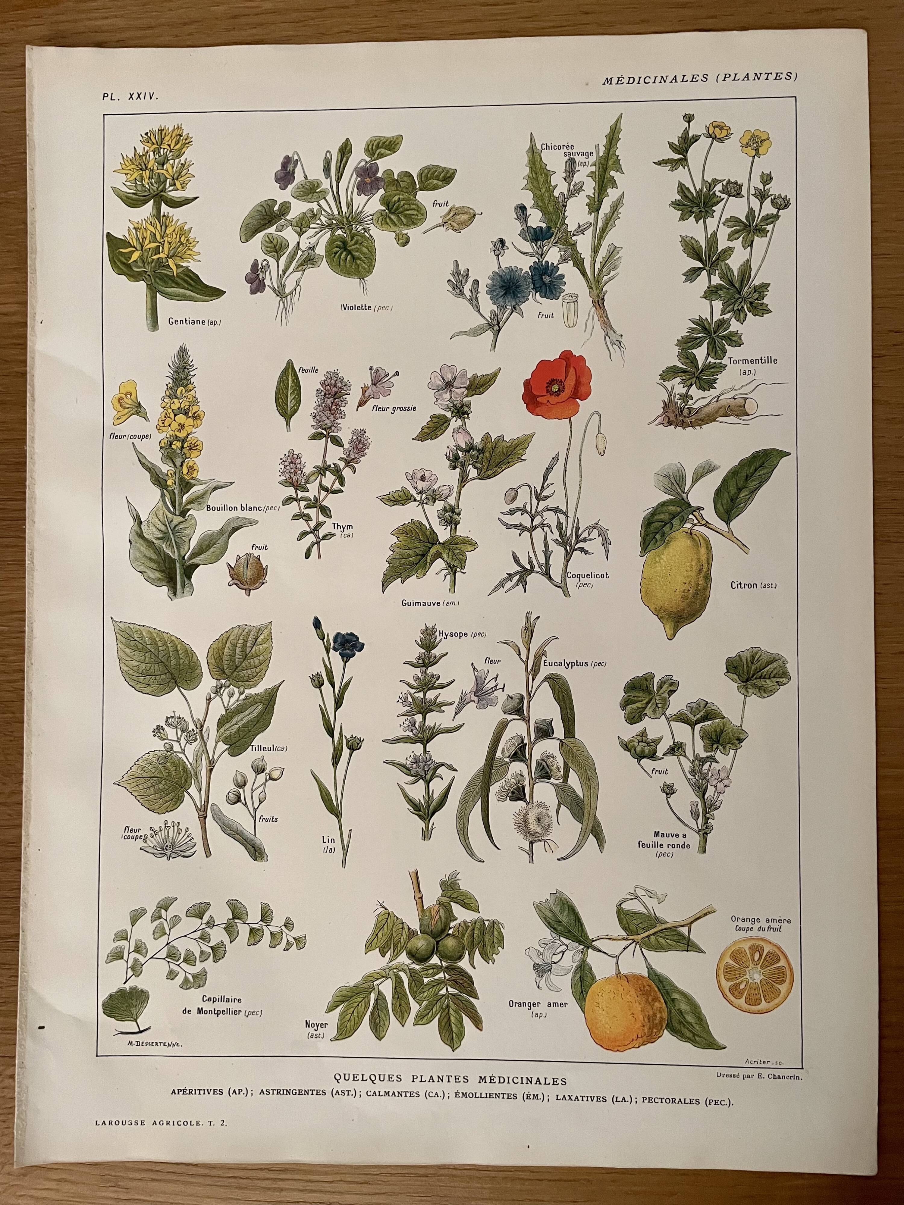 Lithographie plantes médicinales de 1921 (XXIV)