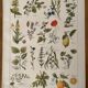 Lithographie plantes médicinales de 1921 (XXIV)