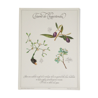Planche botanique tisane
