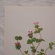Lot de 3 planches botaniques Gesse Lamier et Nielle des blés