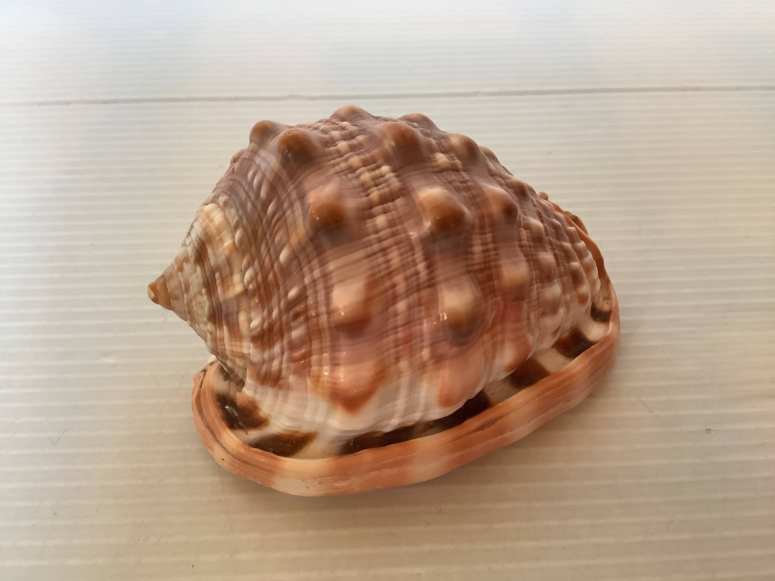 Mini shell cypraea cassis rufa