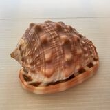 Mini shell cypraea cassis rufa