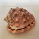 Mini coquillage cypraea cassis rufa