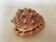 Mini coquillage cypraea cassis rufa