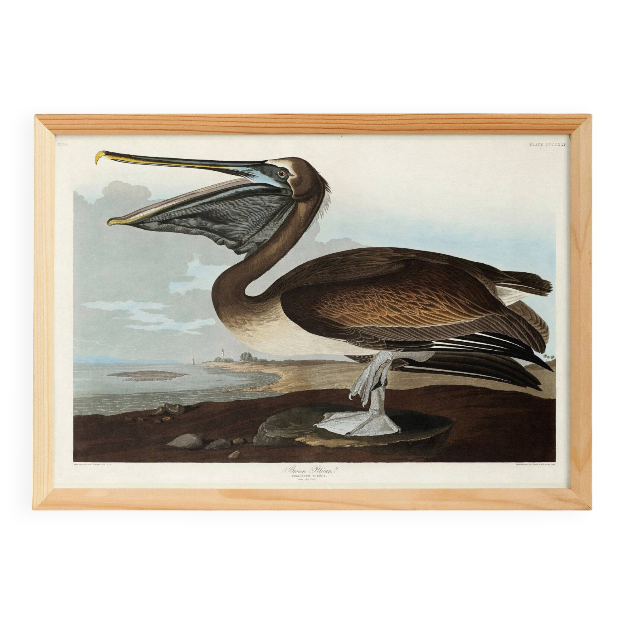 Poster about the Brown Pelican, based on an old engraving from 1827.