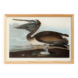 Poster about the Brown Pelican, based on an old engraving from 1827.