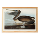 Poster about the Brown Pelican, based on an old engraving from 1827.