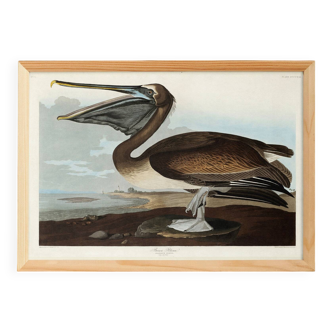 Poster about the Brown Pelican, based on an old engraving from 1827.