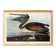 Poster about the Brown Pelican, based on an old engraving from 1827.