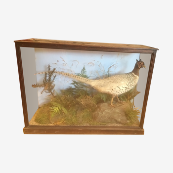 Pheasant taxidermy under showcase