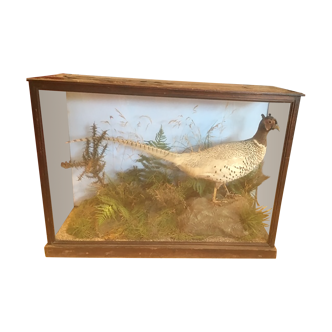 Pheasant taxidermy under showcase