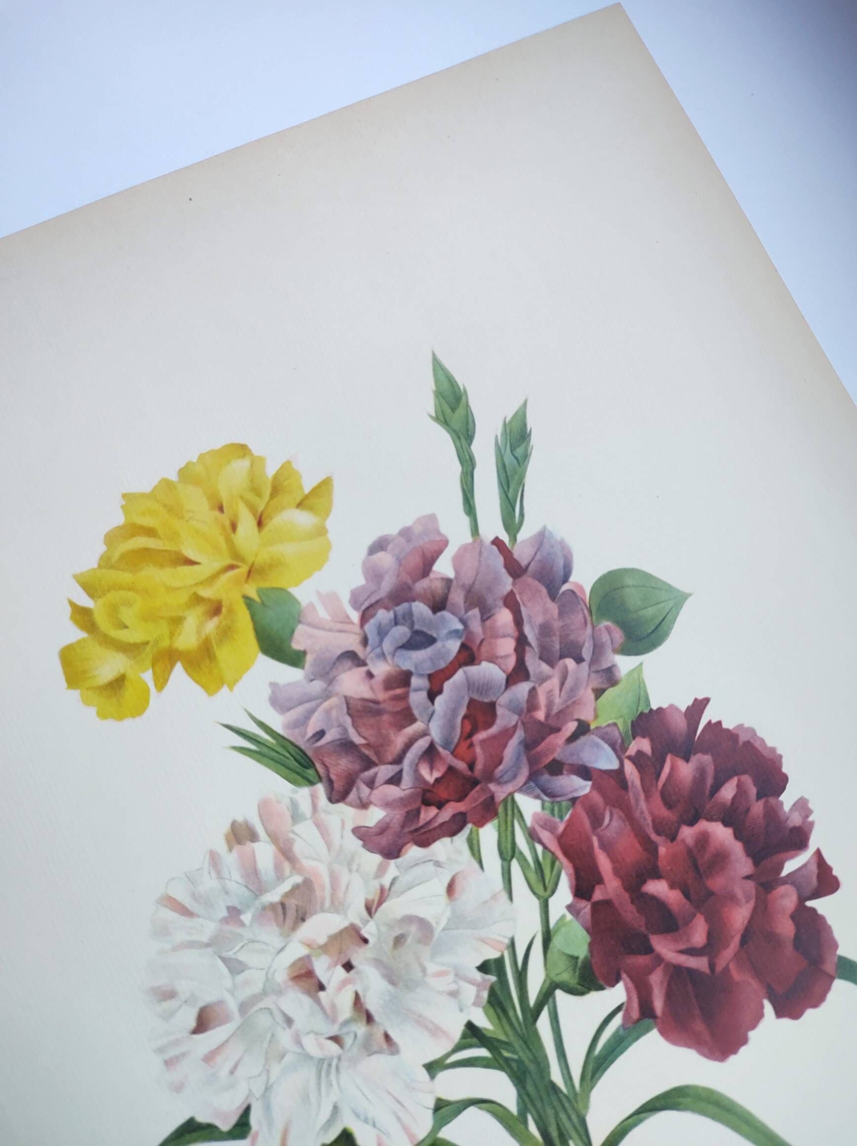 Antique botanical engravings -1955- Carnation- by PJ. Redouté. Vintage nature
