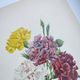Antique botanical engravings -1955- Carnation- by PJ. Redouté. Vintage nature