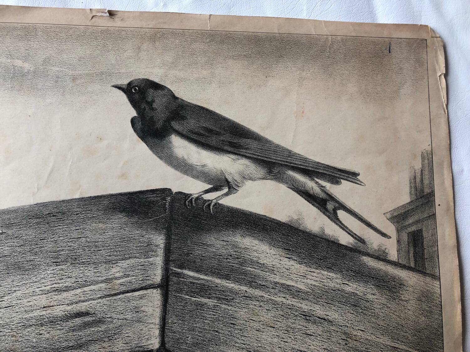 Zoological school poster representing the bat