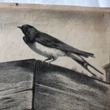 Zoological school poster representing the bat