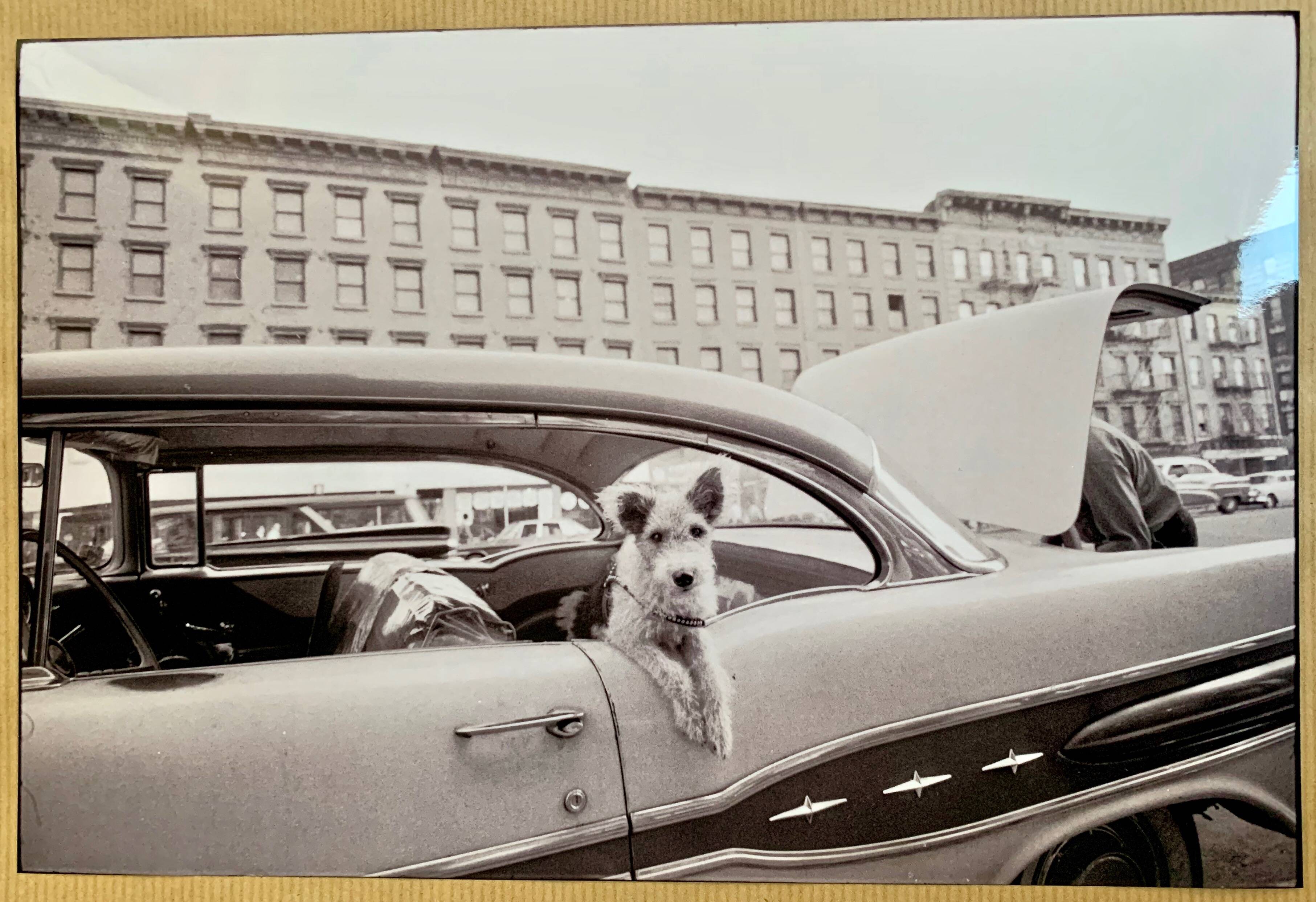 “Dog Leaning Out Car Window” – 1960, New York - Photo by Angelo Rizzuto